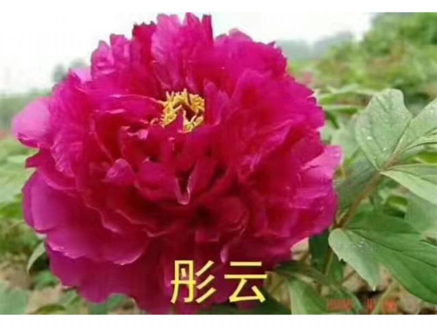 點(diǎn)擊查看詳細(xì)信息<br>標(biāo)題：彤云 閱讀次數(shù)：744