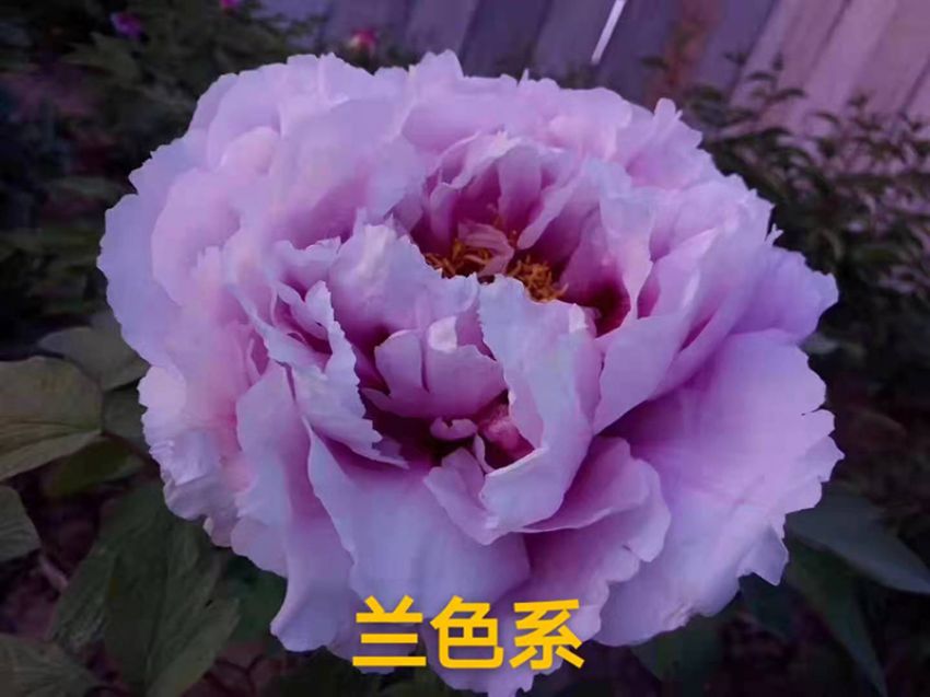 點(diǎn)擊查看詳細(xì)信息<br>標(biāo)題：蘭色系 閱讀次數(shù)：736